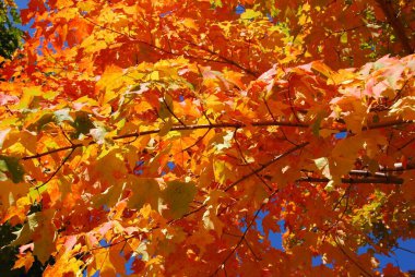 Quebec, Kanada 'da renkli sonbahar yaprakları