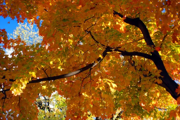 Осіннє Дерево Брумонті Канада — стокове фото