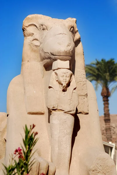 Avenida Esfinges Con Cabeza Carnero Templos Karnak Luxor Egipto —  Fotos de Stock