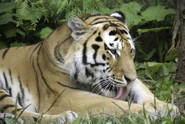 Tijger Panthera Tigris Grootste Kattensoort Het Derde Grootste Land Carnivoor — Stockfoto