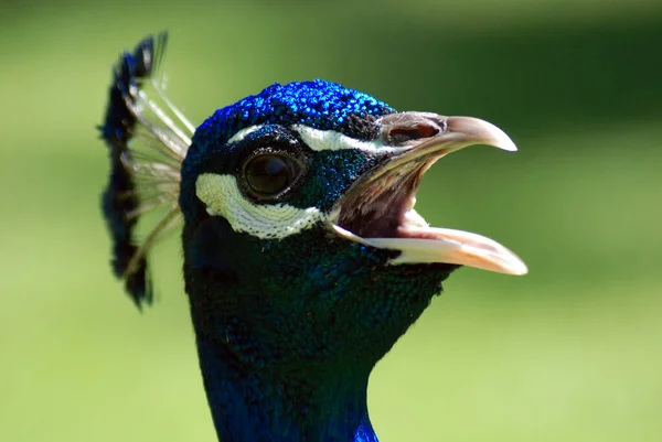 Close-up portrait of beautiful male indian peacock