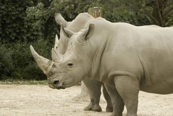 White Rhinoceros Square Lipped Rhinoceros Largest Extant Species Rhinoceros Has — Stock Photo, Image