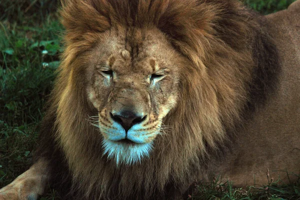 León Uno Los Cuatro Grandes Felinos Del Género Panthera Miembro —  Fotos de Stock