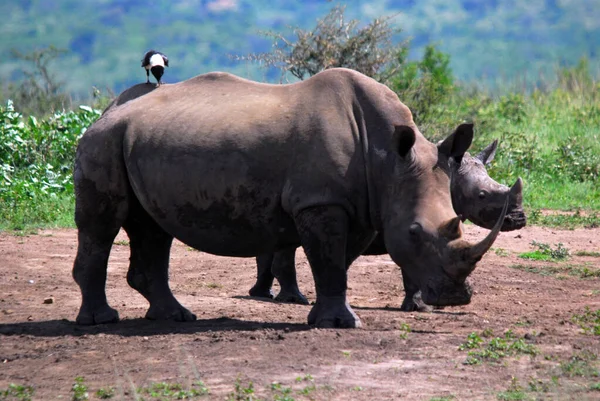 남아프리카 공화국 Hluhluwe Imfolosi 공원에 어미와 코뿔소 — 스톡 사진