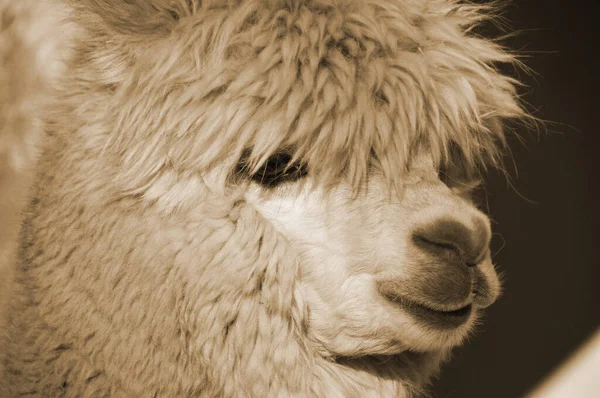 Alpaca Tämjd Art Sydamerikansk Kamelid Den Liknar Liten Lama Alpacas — Stockfoto