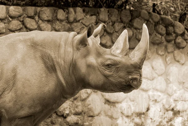 Rinoceronte Indiano Rhinoceros Unicornis Também Chamado Rinoceronte Chifre Grande Rinoceronte — Fotografia de Stock