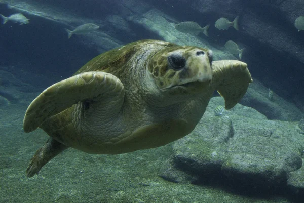 Schildkröte Schwimmt Tief Unter Wasser — Stockfoto