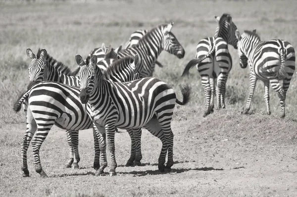 Zebras Serengeti Tanzania Serengeti Alberga Mayor Migración Mamíferos Mundo Que —  Fotos de Stock