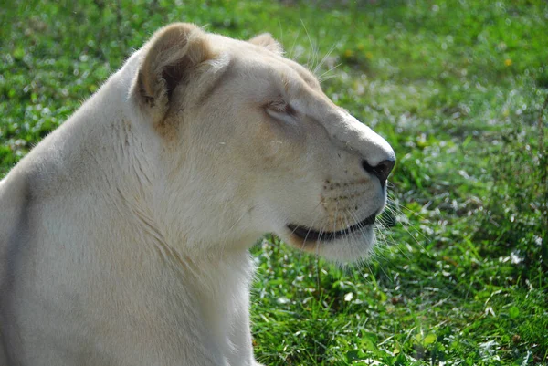 León Blanco Una Mutación Rara Del Color Del León Hasta —  Fotos de Stock