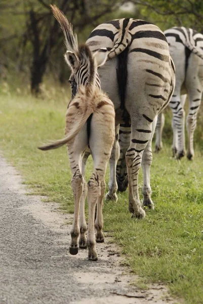 Hluhluwe Imfolozi Park Zuid Afrika Burchell Zebra Equus Quagga Burchellii — Stockfoto