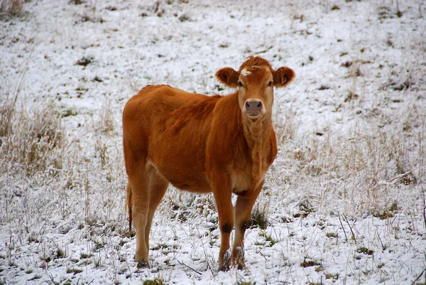 Bydło Limousin Jest Rasą Bydła Wołowego Wysokim Umięśnieniu Pochodzącego Regionów — Zdjęcie stockowe