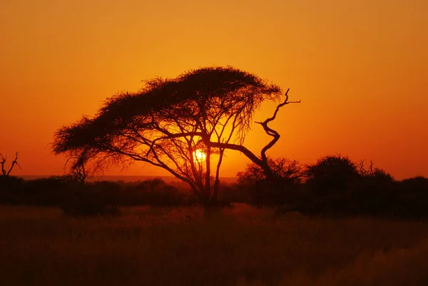 Brillant Sunset Felett Kruger Park Dél Afrika — Stock Fotó