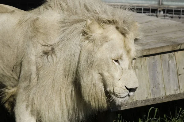 White lion is a rare color mutation of the lion. Until 2009 when the first pride of white lions was reintroduced to the wild, it was widely believed that the white lion could not survive in the wild