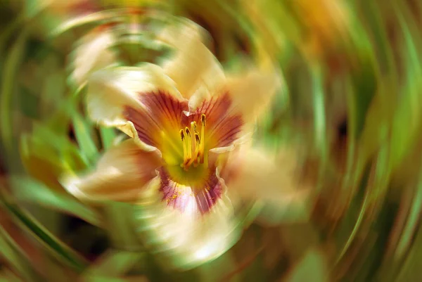 Концепція Лілії Група Квіткових Рослин Які Мають Важливе Значення Культурі — стокове фото