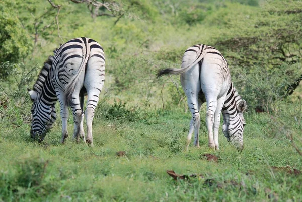 Hluhluwe Imfolozi Park Republika Południowej Afryki Burchell Zebra Equus Quagga — Zdjęcie stockowe