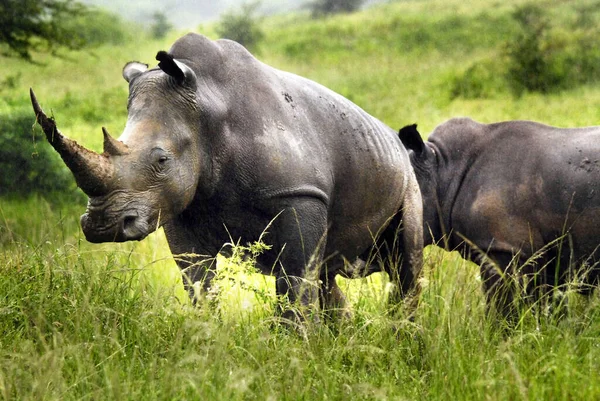 White Rhinoceros Square Lipped Rhinoceros Largest Most Numerous Species Rhinoceros — Stock Photo, Image
