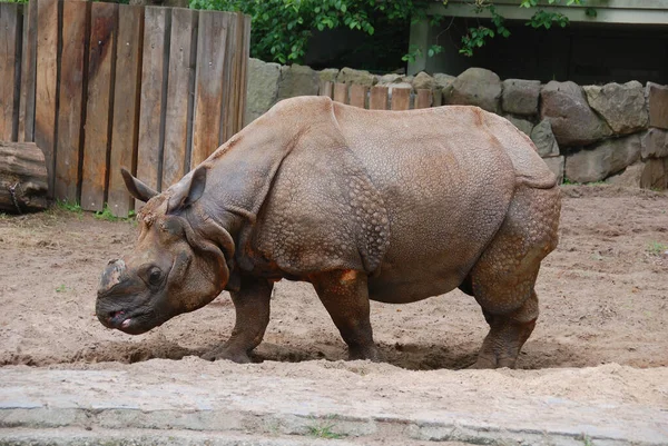 Rinoceronte Indio Rhinoceros Unicornis También Llama Rinoceronte Cuerno Mayor Rinoceronte —  Fotos de Stock