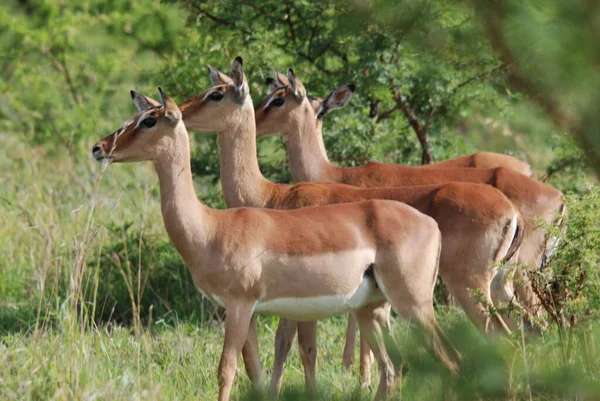 Impalas Hluhluwe Imfolosi Park Sud Africa — Foto Stock