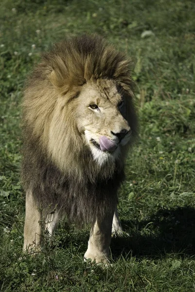 León Uno Los Cuatro Grandes Felinos Del Género Panthera Miembro — Foto de Stock