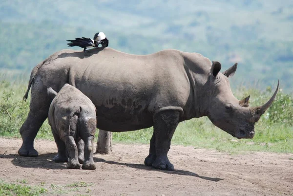 Rhinocéros Mère Veau Dans Parc Hluhluwe Imfolosi Afrique Sud — Photo