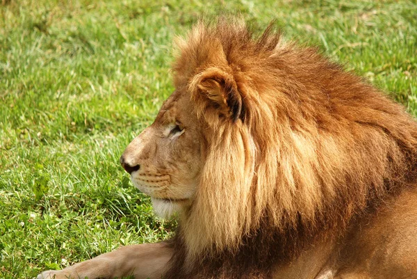 Lew Jest Jednym Czterech Dużych Kotów Rodzaju Panthera Członkiem Rodziny — Zdjęcie stockowe