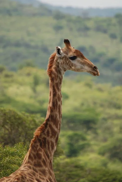 Hluhluwe Imfolozi Park Dél Afrika Zsiráf Giraffa Camelopardalis Egy Afrikai — Stock Fotó
