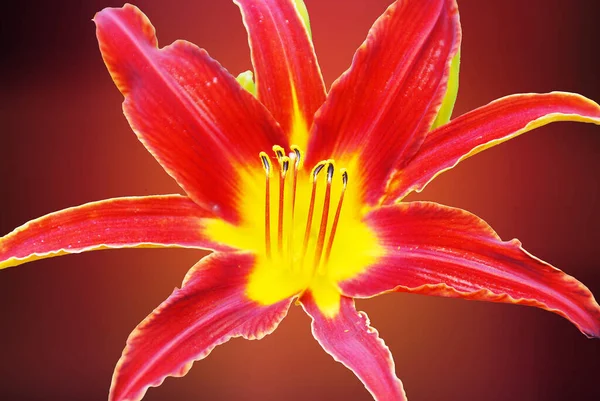 Primer Plano Hermosa Flor Jardín — Foto de Stock