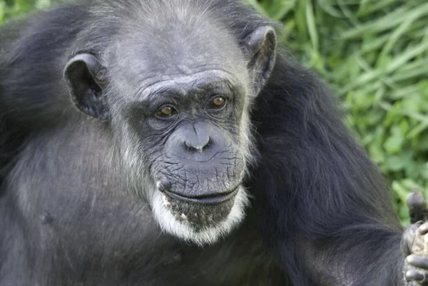 Zwarte Gorilla Oerwoud — Stockfoto