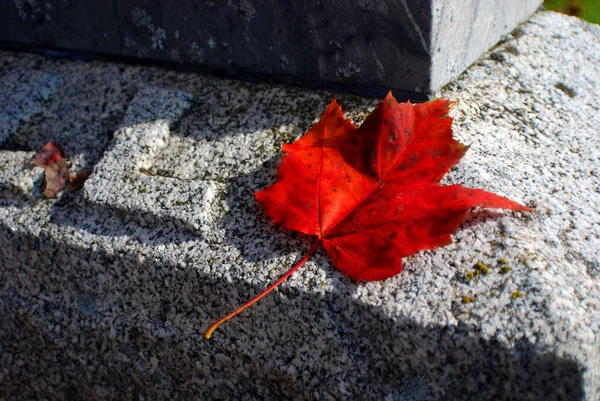 Rood Blad Grafsteen Herfst — Stockfoto