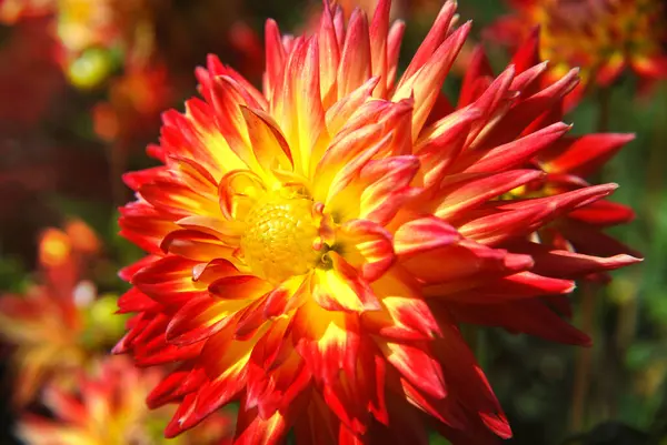 Flor Verão Botânica Flora Pétalas Vermelhas Alaranjadas — Fotografia de Stock