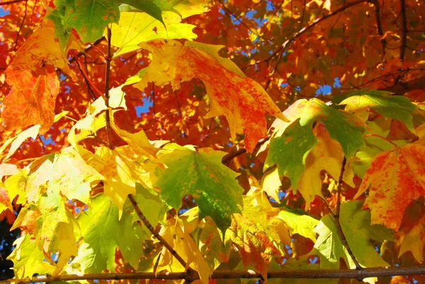 Folhas Outono Coloridas Quebec Canadá — Fotografia de Stock