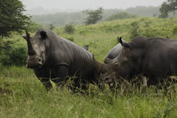 Rhinoceros Grupo Cinco Espécies Ungulados Família Rhinocerotidae Duas Destas Espécies — Fotografia de Stock