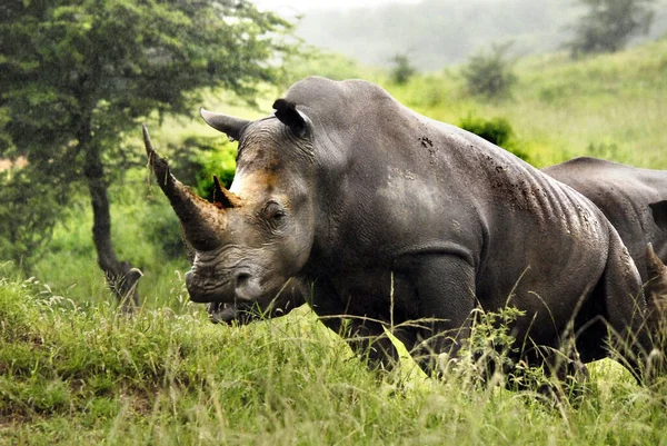 Rhinozeros Auch Als Nashorn Bekannt Ist Eine Gruppe Von Fünf — Stockfoto