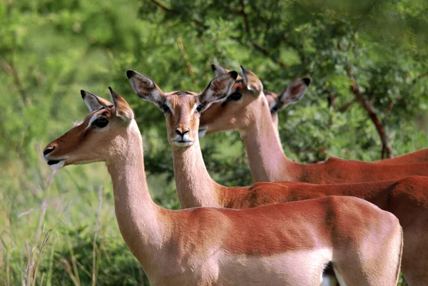 Impalas Hluhluwe Imfolosi Park Dél Afrika — Stock Fotó