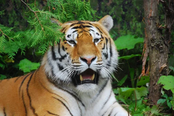 Tygr Panthera Tigris Člen Rodu Felidae Největší Čtyř Velkých Koček — Stock fotografie