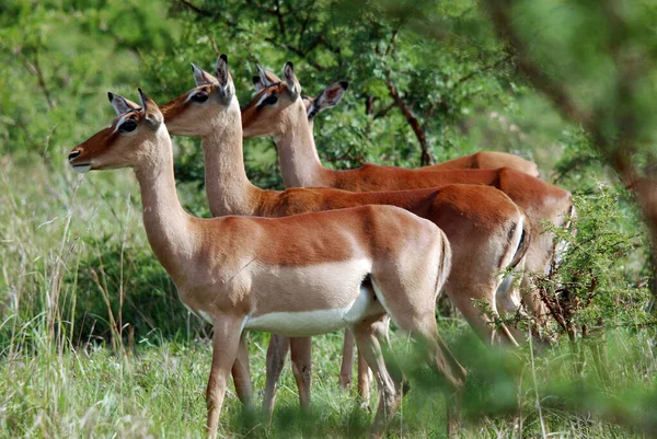 Impalas Hluhluwe Imfolosi Park Sud Africa — Foto Stock