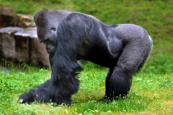 Goriller Var Olan Büyük Primat Türüdür Orta Afrika Ormanlarında Yaşayan — Stok fotoğraf