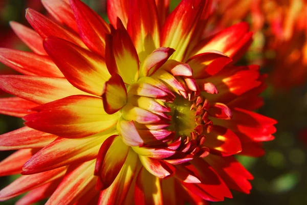 Pétalas Flores Vermelhas Verão Botânica Flora — Fotografia de Stock