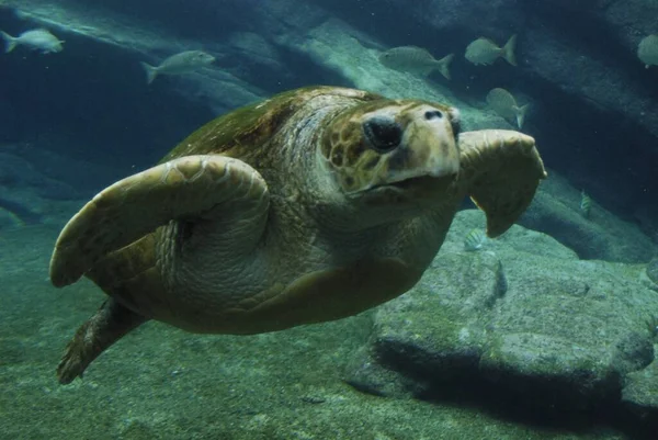 Черепаха Плавает Глубоко Водой — стоковое фото