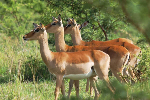 Impalas Hluhluwe Imfolosi Park Sudáfrica — Foto de Stock