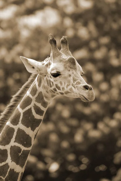 Giraffe Giraffa Camelopardalis African Even Toed Ungulate Mammal Tallest All — Stock Photo, Image