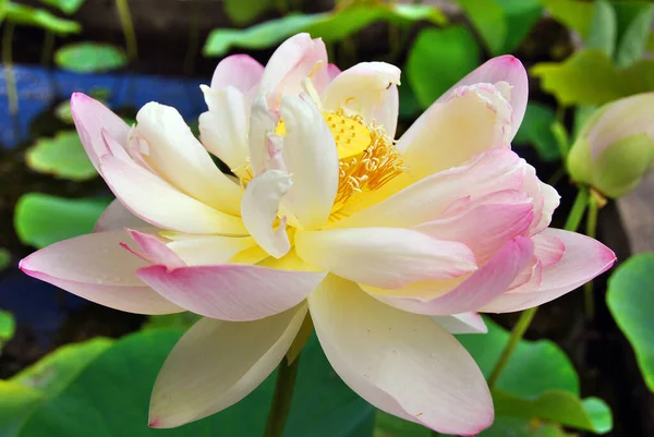 Цветок Лотоса Nelumbo Nucifera Известный Многими Именами Включая Indian Lotus — стоковое фото