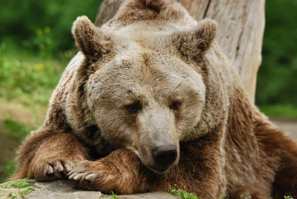 Oso Pardo También Conocido Como Oso Plateado Oso Pardo Oso — Foto de Stock