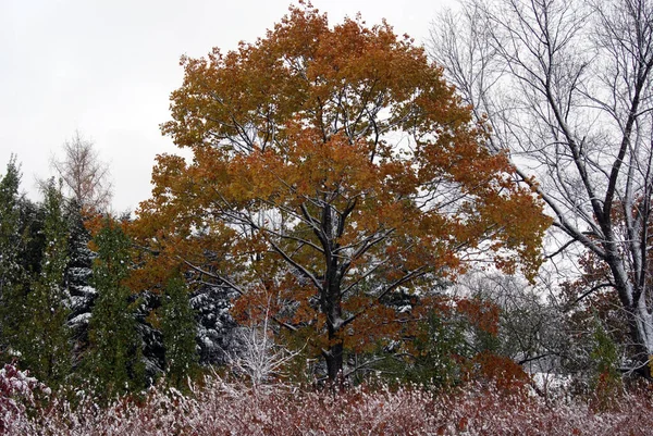 Late Fall Early Winter Landscape Bromont Eastern Township Quebec Canada — Stock Photo, Image