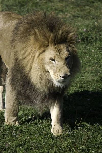 León Uno Los Cuatro Grandes Felinos Del Género Panthera Miembro —  Fotos de Stock