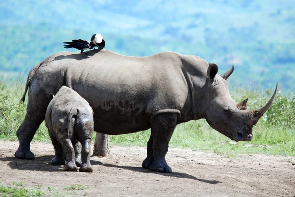 Mutter Und Kalb Nashorn Hluhluwe Imfolosi Park Südafrika — Stockfoto