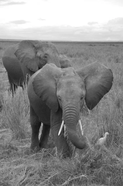 Elefante Parque Nacional Amboseli Anteriormente Maasai Amboseli Game Reserve Encuentra —  Fotos de Stock