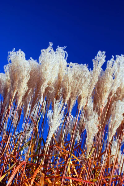 White Grass Sky Background — Stock Photo, Image