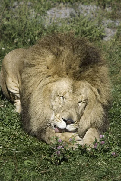 León Uno Los Cuatro Grandes Felinos Del Género Panthera Miembro — Foto de Stock