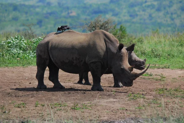 Rhinocéros Mère Veau Dans Parc Hluhluwe Imfolosi Afrique Sud — Photo